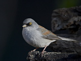 Yellow-Eyed Junco (Junco Phaeonotus)  Chiricahuas  Coronado National Forest  Arizona  USA