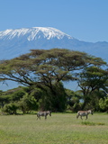 Zebra  Amboseli National Park  With Mount Kilimanjaro in the Background  Kenya  East Africa  Africa