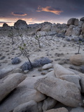 Landscape  Joshua Tree National Park  California  United States of America  North America