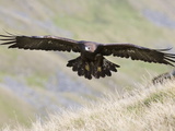A Captive Golden Eagle (Aquila Chrysaetos)  Flying Over Moorland  United Kingdom  Europe