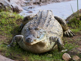 Nile Crocodile (Crocodylus Niloticus)  Tsavo East National Park  Kenya  East Africa  Africa