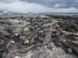 Marine Iguana (Amblyrhynchus Cristatus)  Espinosa Point  Isla Fernandina  Galapagos Islands