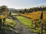 Vineyard  Havelock North  Hawke's Bay  North Island  New Zealand  Pacific