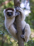 Verreaux's Sifaka (Propithecus Verreauxi)  Berenty Private Reserve  Madagascar  Africa