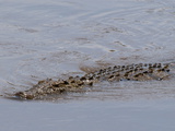 Nile Crocodile (Crocodilus Niloticus)  Masai Mara  Kenya  East Africa  Africa