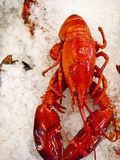 Lobster For Sale in Alma  New Brunswick  Canada  North America