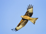 Red Kite (Milvus Milvus)  Gigrin Farm Red Kite Centre  Rhayader  Powys  Wales  Uk