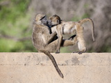 Chacma Baboons (Papio Cynocephalus Ursinus) Playing  Kruger National Park  Mpumalanga  South Africa
