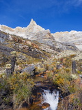 Frailejon Plants (Espeletia) in El Cocuy National Park  Colombia  South America