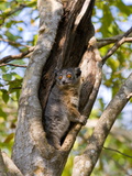White-Footed Sportive Lemur (Lepilemur Leucopus)  Berenty Private Reserve  Madagascar  Africa
