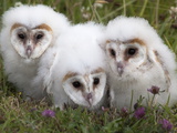 Barn Owl (Tyto Alba) Chicks in Captivity  Cumbria  England  Uk