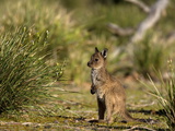 Kangaroo Island Grey Kangaroo (Macropus Fuliginosus)  Flinders Chase National Park  Australia