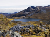 Frailejon Plants (Espeletia) at Laguna Grande Del Los Verde  El Cocuy National Park  Colombia