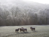 Devon Sheep  Exe Valley  Devon  England  United Kingdom  Europe