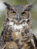Great Horned Owl (Bubo Virginianus) in Captivity  Wasilla  Alaska  USA