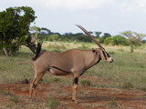 Oryx (Oryx Gazella)  Tsavo East National Park  Kenya  East Africa  Africa