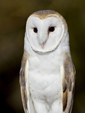 Barn Owl (Tyto Alba) in Captivity  Arizona Sonora Desert Museum  Tucson  Arizona  USA
