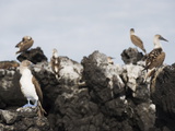 Blue Footed Boobies (Sula Nebouxi)  the Tintoreras  Isla Isabela  Galapagos Islands  Ecuador