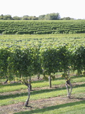 Vineyard of Winery  the Hamptons  Long Island  New York  United States of America  North America