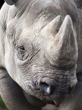 Black Rhino (Diceros Bicornis)  Captive  Native to Africa
