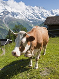 Jungfrau Massif and Cow Near Murren  Jungfrau Region  Switzerland  Europe