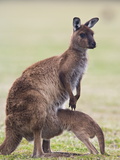 Kangaroo Island Grey Kangaroo (Macropus Fuliginosus) With Joey  Kelly Hill Conservation  Australia