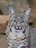 Bobcat (Lynx Rufus) in Captivity  Arizona Sonora Desert Museum  Tucson  Arizona  USA