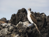 Blue Footed Boobies (Sula Nebouxi)  the Tintoreras  Isla Isabela  Galapagos Islands  Ecuador