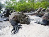 Marine Iguanas (Amblyrhynchus Cristatus)  Isla Isabela  Galapagos Islands  Ecuador