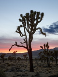 Joshua Tree at Sunset  Joshua Tree National Park  California