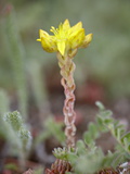 Wormleaf Stonecrop  Weston Pass  Pike and San Isabel National Forest  Colorado