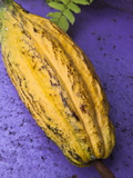Yellow Cacao Pod Against a Blue Background