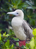 Red Footed Booby (Sula Sula)  Isla Genovesa  Galapagos Islands  UNESCO World Heritage Site  Ecuador