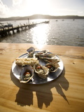 Oysters on Half Shells  California  United States of America  North America