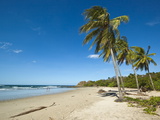 Palm Trees on Playa Guiones Beach  Nosara  Nicoya Peninsula  Guanacaste Province  Costa Rica