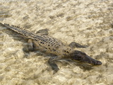 Saltwater Crocodile in Punta Sur Park  Isla De Cozumel (Cozumel Island)  Cozumel  Mexico