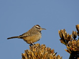 Cactus Wren (Campylorhynchus Brunneicapillus)  Arizona Sonora Desert Museum  Tucson  Arizona  USA
