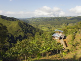 Finca Don Eduardo  Coffee Farm  Salento  Colombia  South America