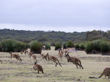 Kangaroo Island Grey Kangaroos (Macropus Fuliginosus)  Kelly Hill Conservation  Australia