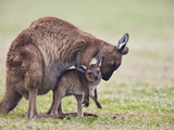 Kangaroo Island Grey Kangaroo (Macropus Fuliginosus) With Joey  Kelly Hill Conservation  Australia