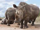 White Rhino (Ceratotherium Simum)  Royal Hlane National Park  Swaziland  Africa