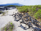 Marine Iguanas (Amblyrhynchus Cristatus)  Isla Isabela  Galapagos Islands  Ecuador