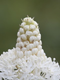 Bear Grass (Indian Basket Grass) (Xerophyllum Tenax)  Glacier National Park  Montana
