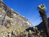 Waterfall and Frailejon Plant (Espeletia)  El Cocuy National Park  Colombia  South America