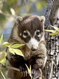 Coati (Nasua Narica) in Captivity  Arizona Sonora Desert Museum  Tucson  Arizona  USA