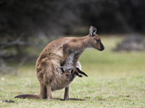 Kangaroo Island Grey Kangaroo with Joey in Pouch  Kelly Hill Conservation  Australia