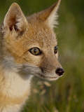 Swift Fox (Vulpes Velox) Kit  Pawnee National Grassland  Colorado  USA