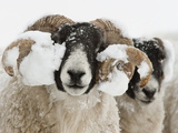 Northumberland Blackface Sheep in Snow  Tarset  Hexham  Northumberland  England  United Kingdom