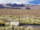 Llama in the Altiplano  Bolivia  South America