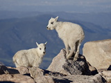 Two Mountain Goat (Oreamnos Americanus) Kids  Mount Evans  Colorado  USA